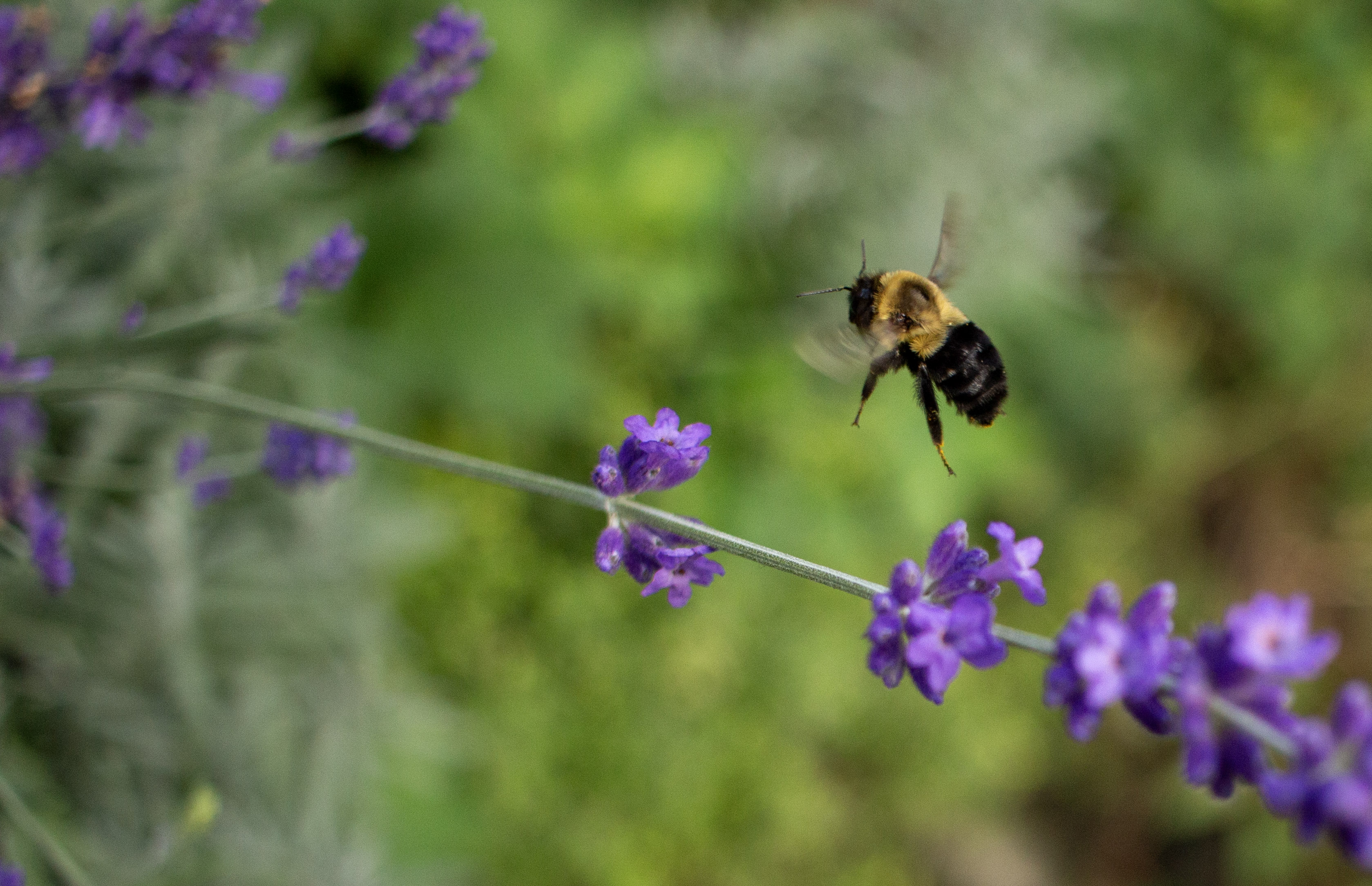 Bug Photography 2