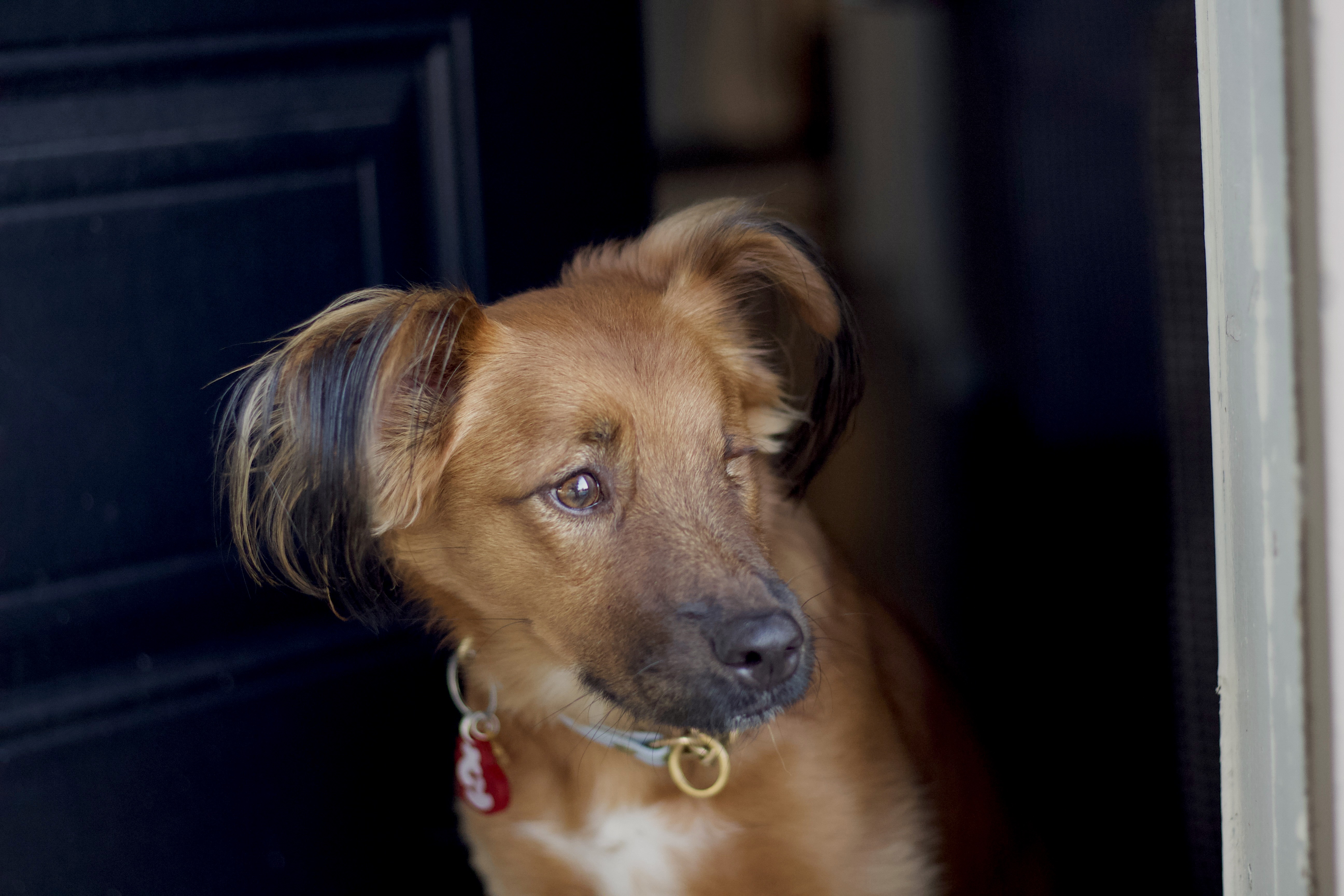 Pet Portrait 6