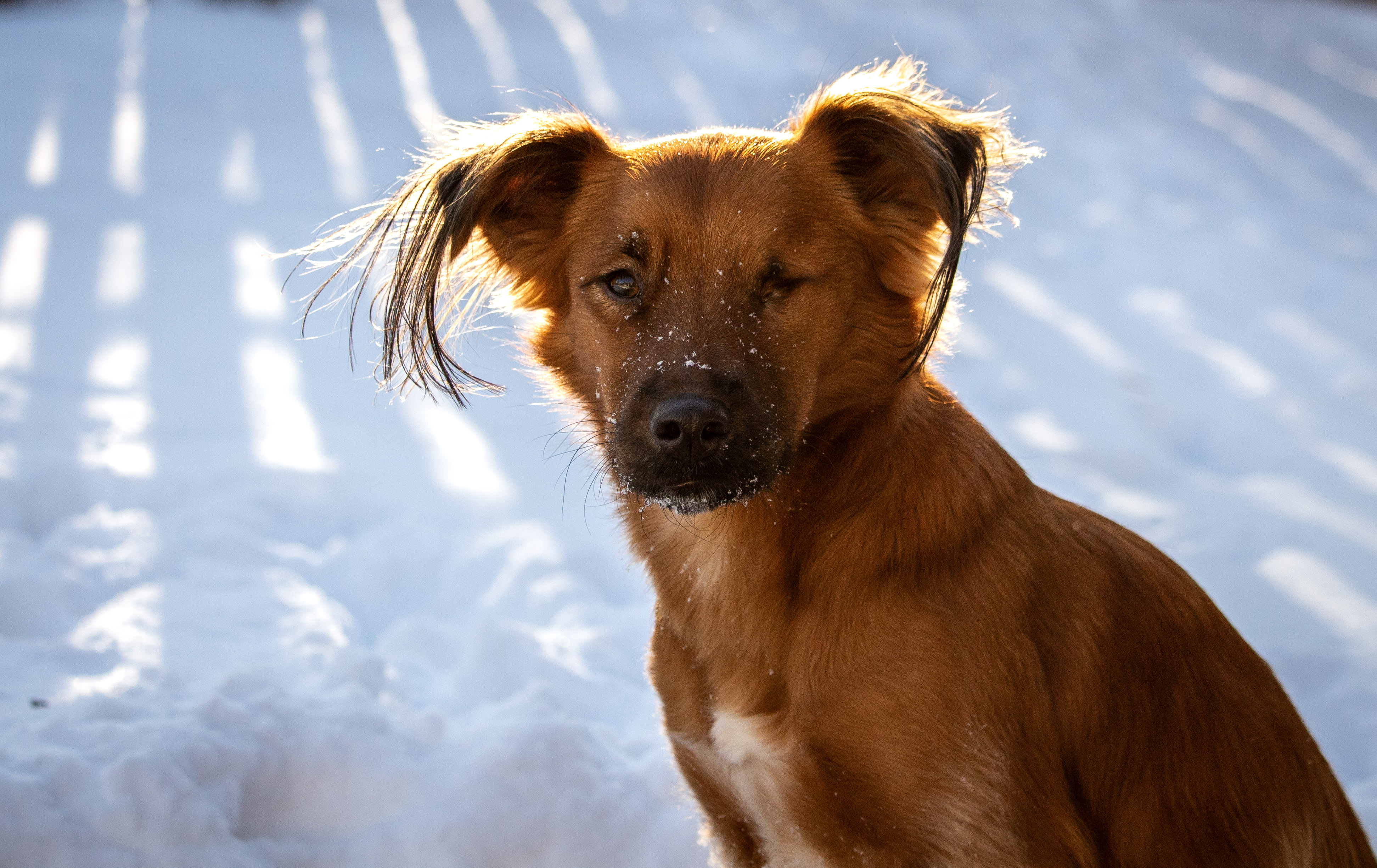 Pet Portrait 7