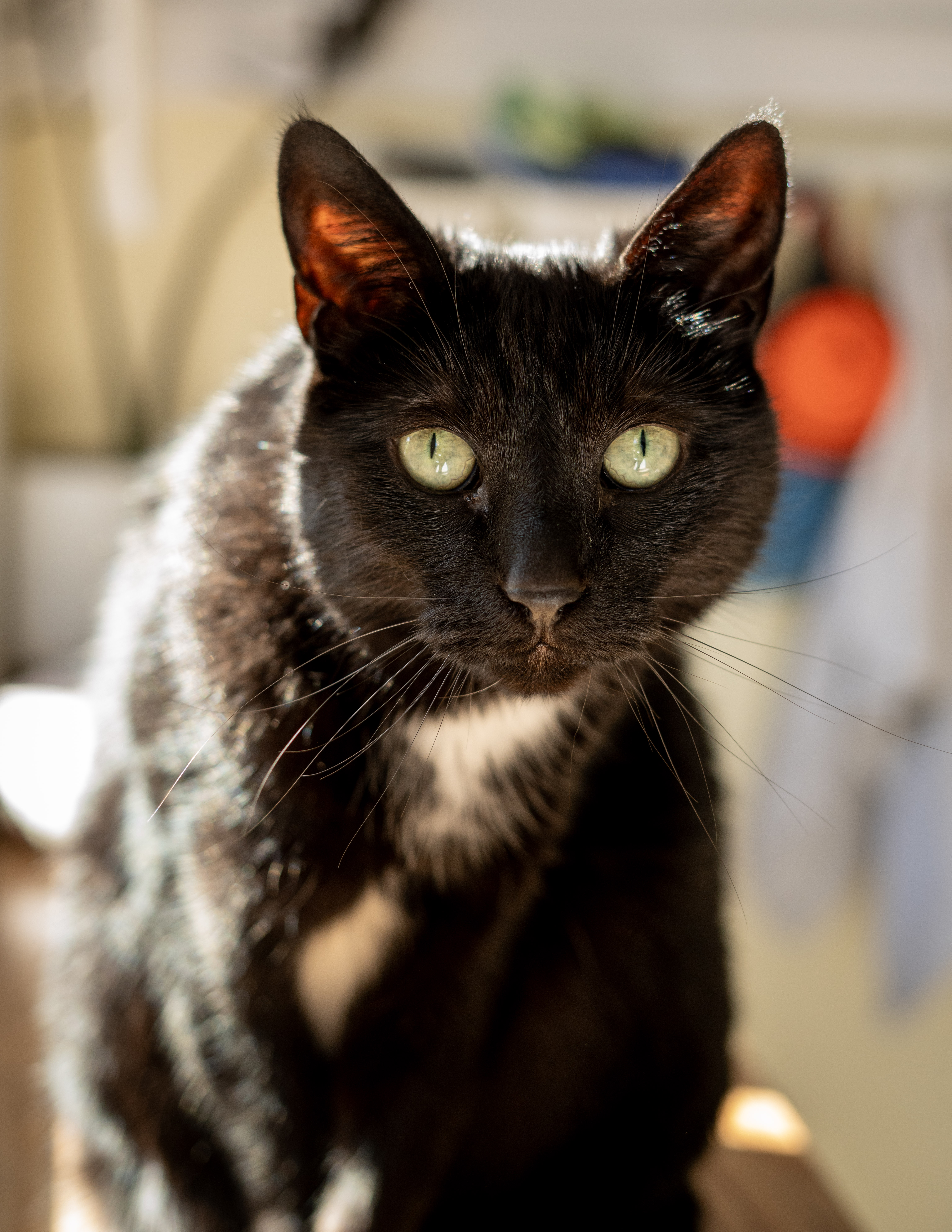 Pet Portrait 2