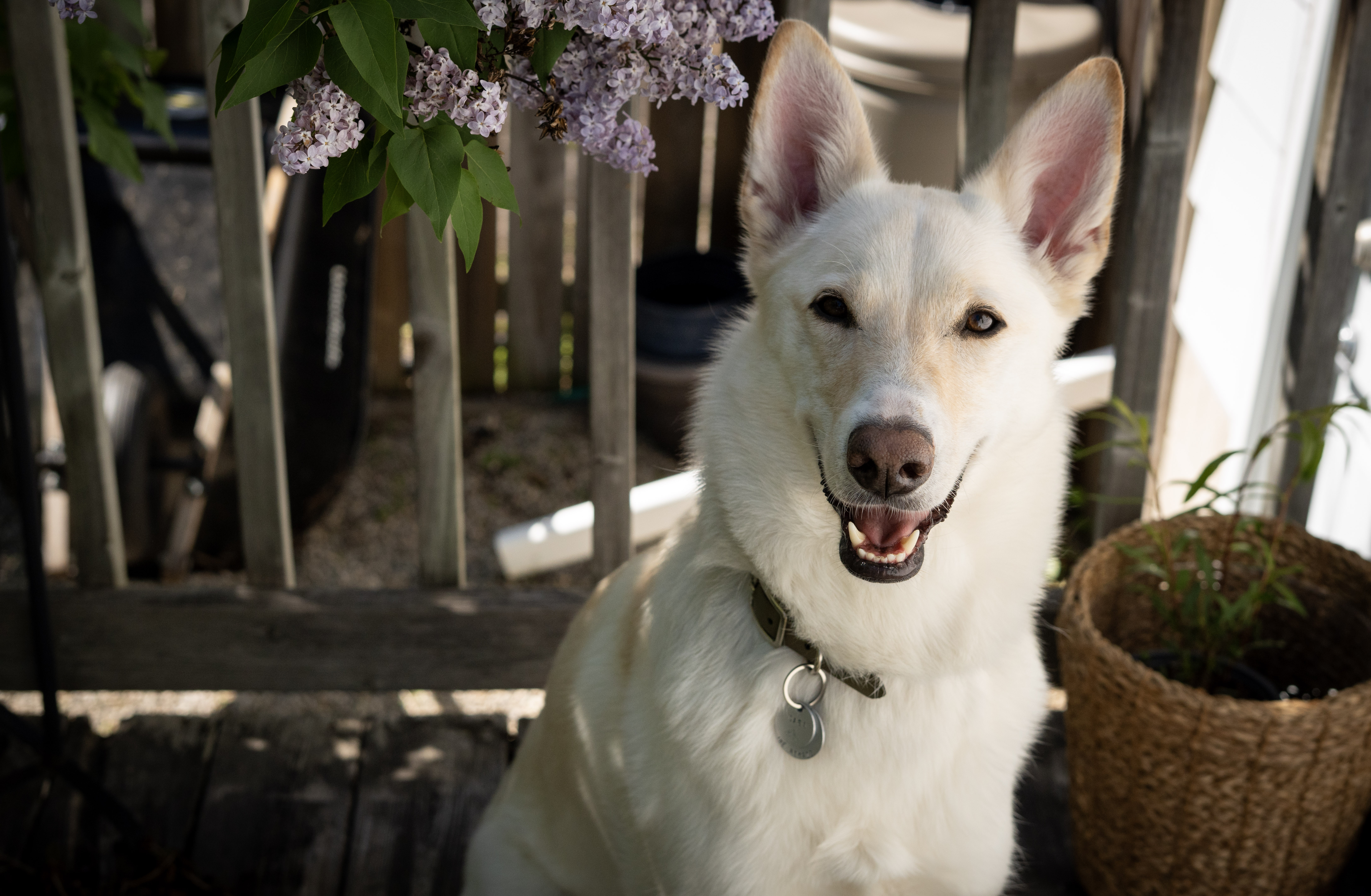 Pet Portrait 3