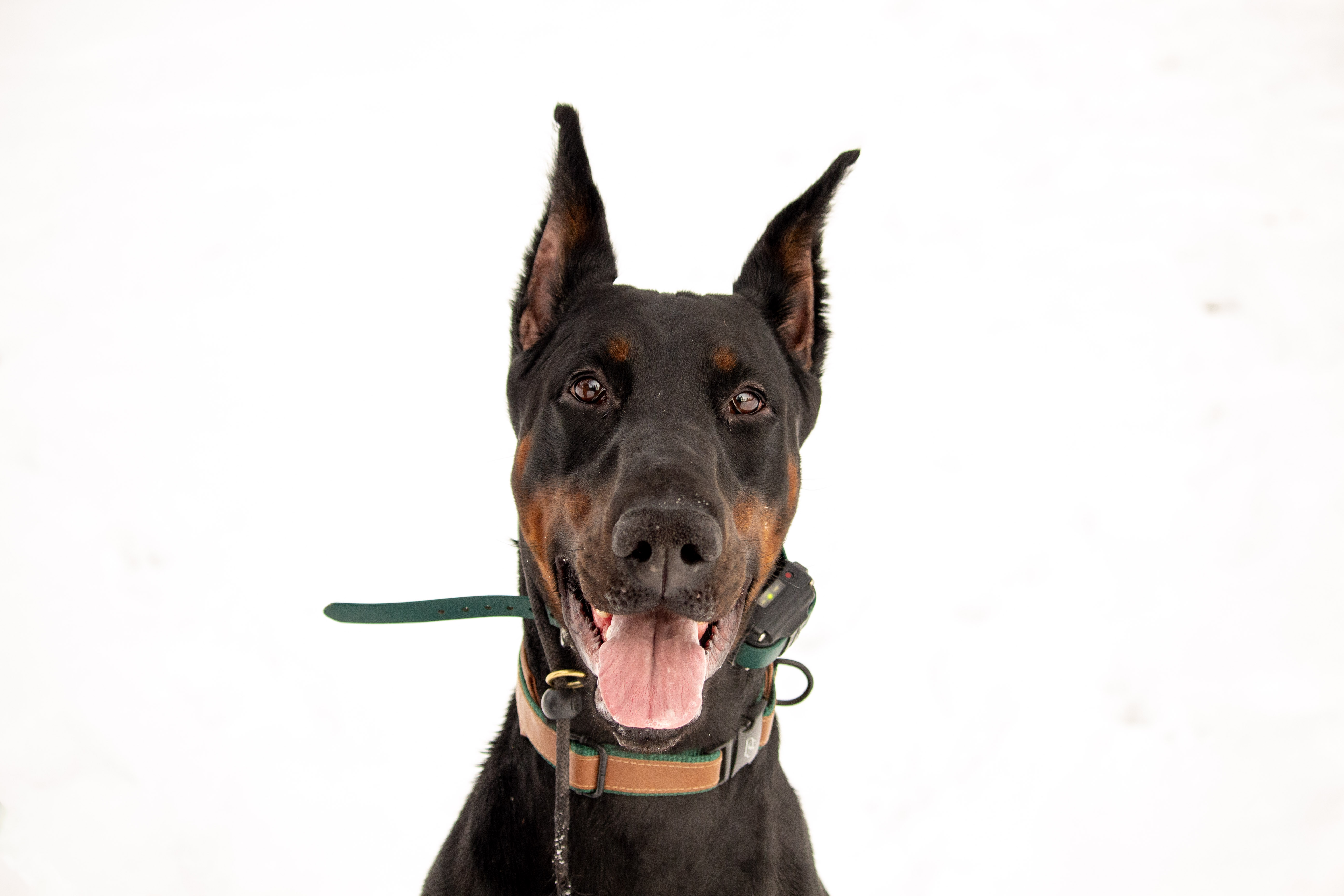 Pet Portrait 4