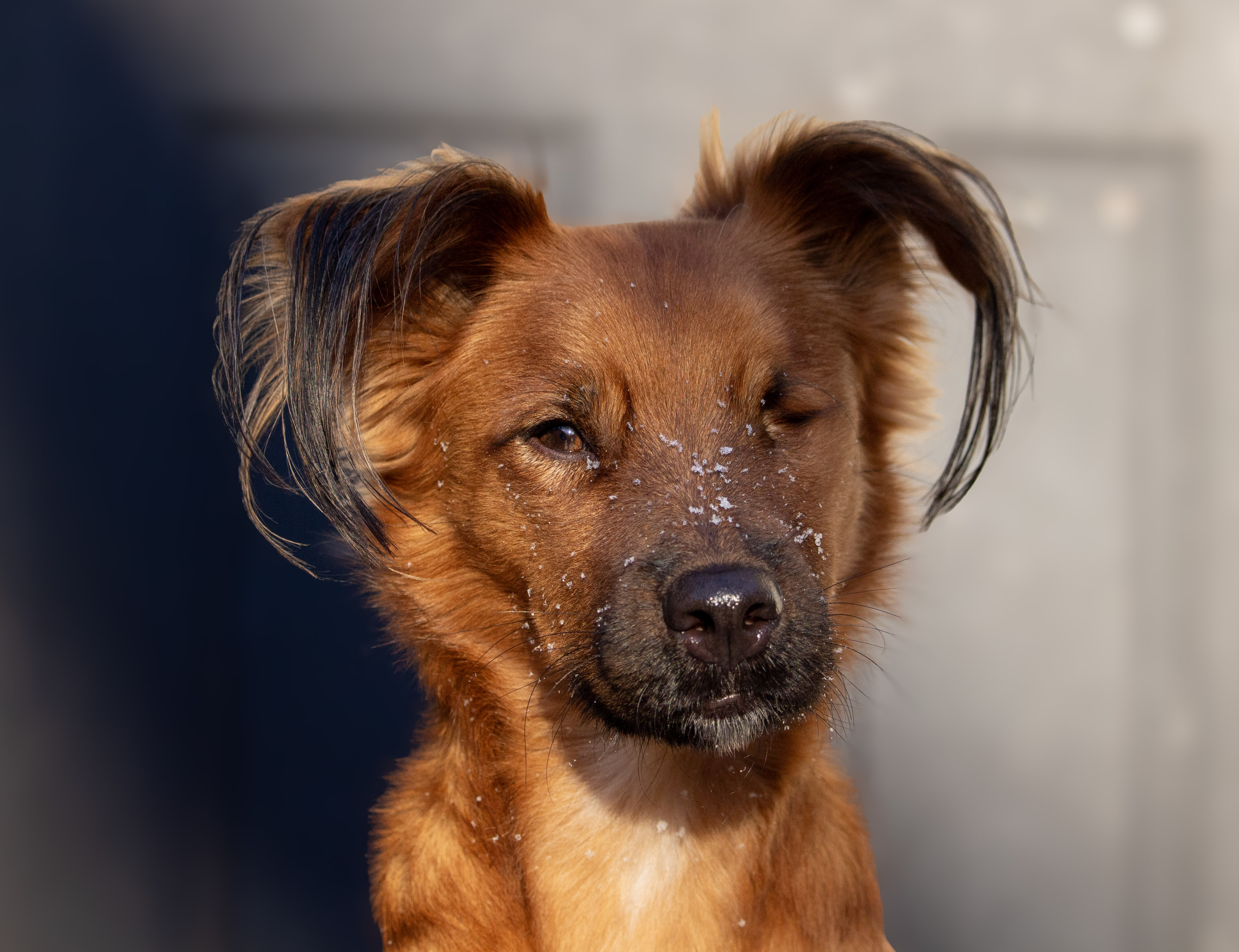 Pet Portrait 11