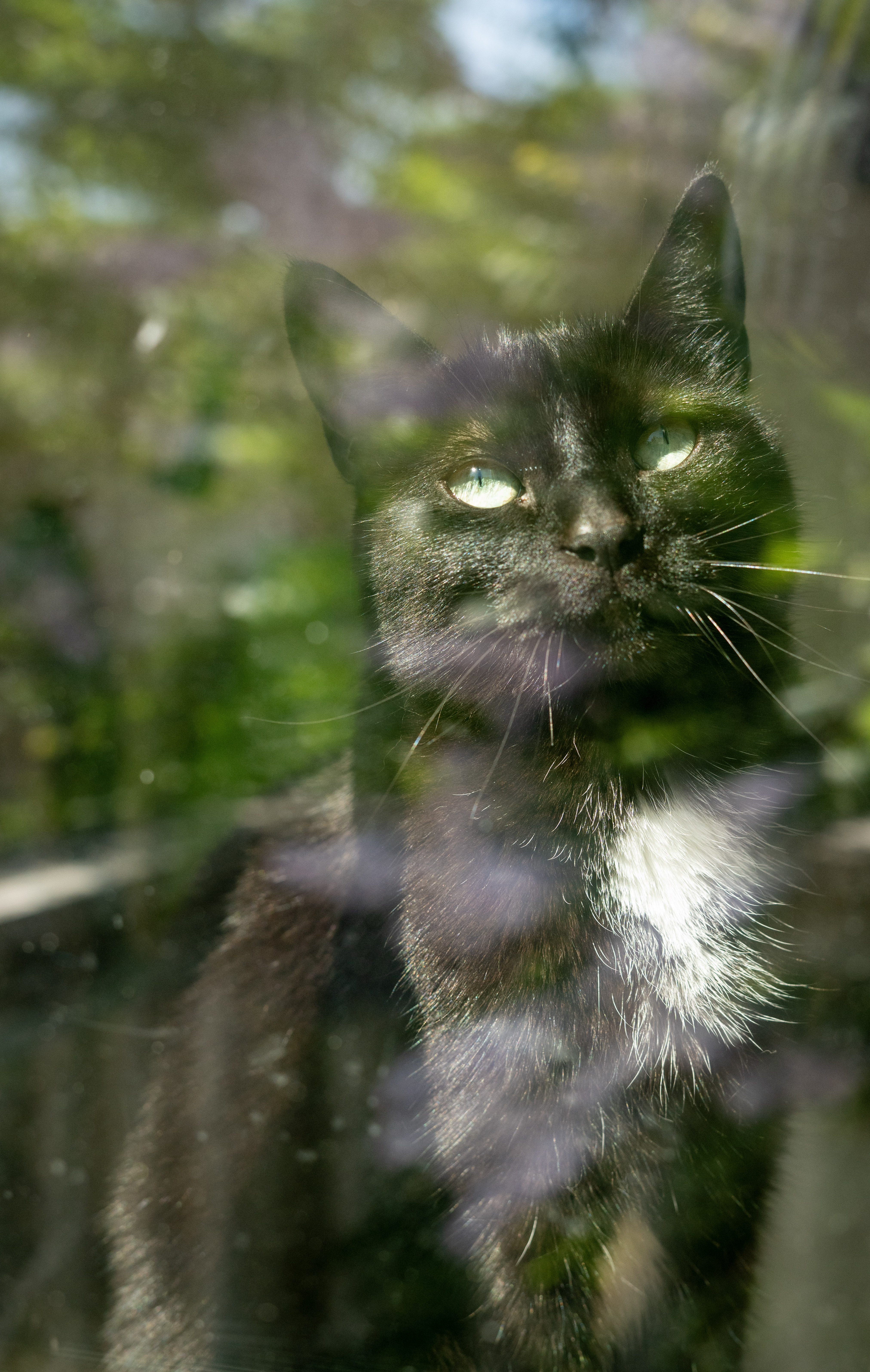 Pet Portrait 5