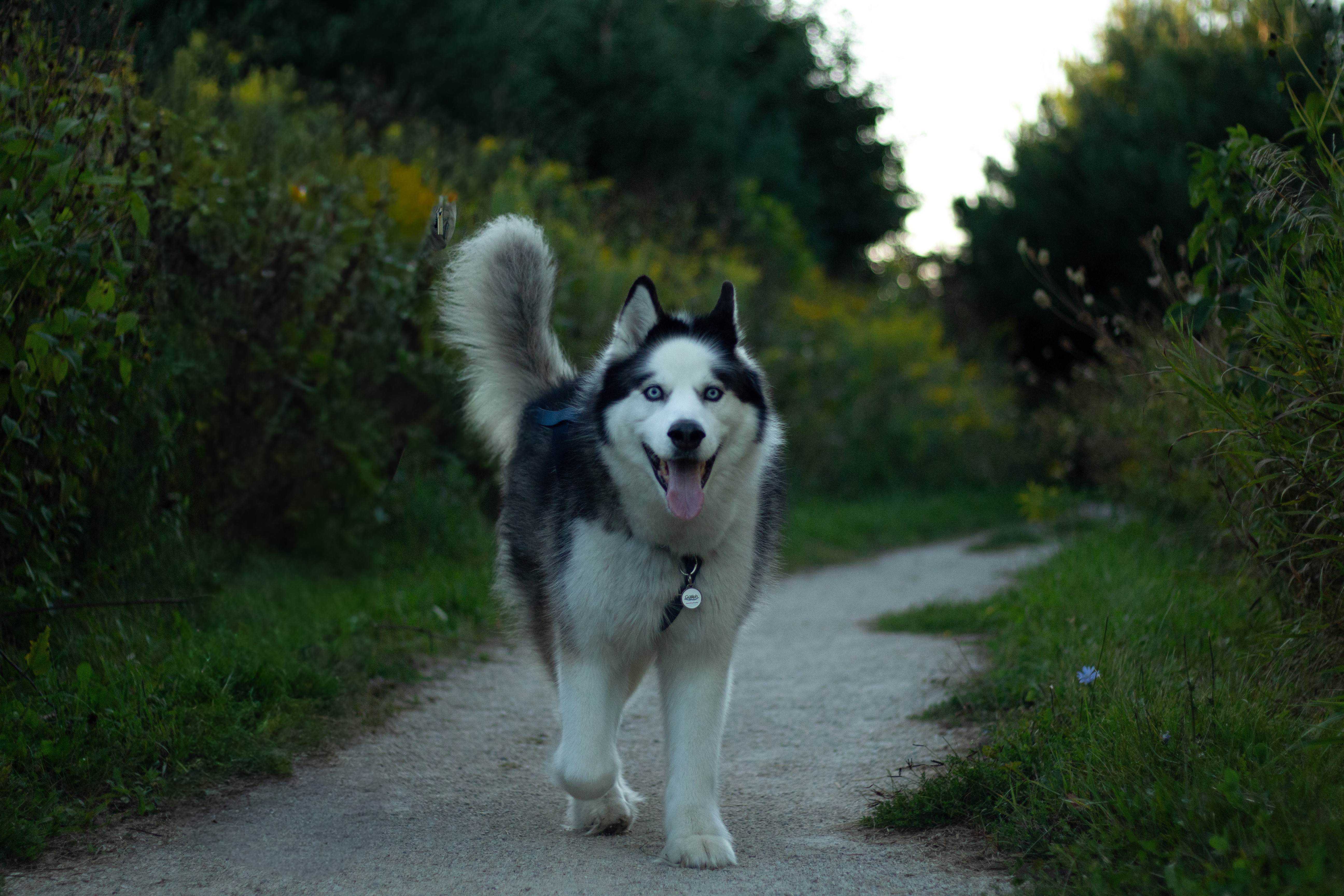 Pet Portrait 13